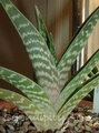 Tiger Aloe